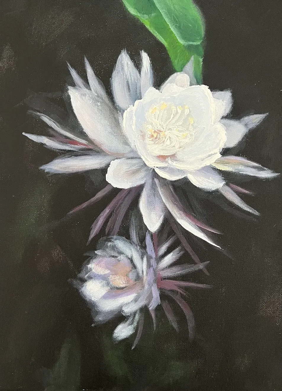 Night Blooming Cereus